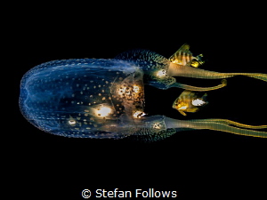 Muddle. Box Jellyfish - Morbakka virulenta. Sail Rock, Th... by Stefan Follows 